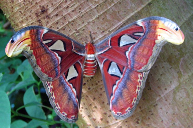 Atlas moth. Photo by Dayland Shannon via Flickr Creative Commons