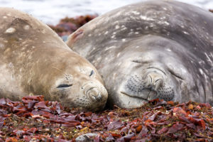 Elephant seals. Photo by David Cook via Flickr Creative Commons