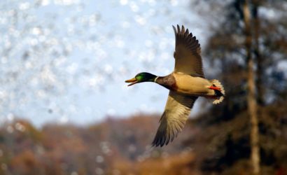 AWF's Duck Report has resulted in changes in duck hunting regulations that have improved the quality of duck hunting in the state. Photo by Mike Wintroath