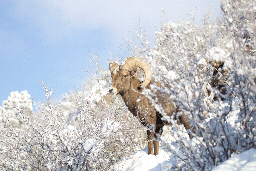 Bighorn sheep. Photo by John Bielak