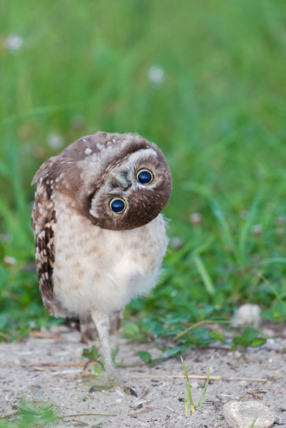 Oil and gas development impacts wildlife like the burrowing owl. Photo by Matthew Paulson via Flickr Creative Commons