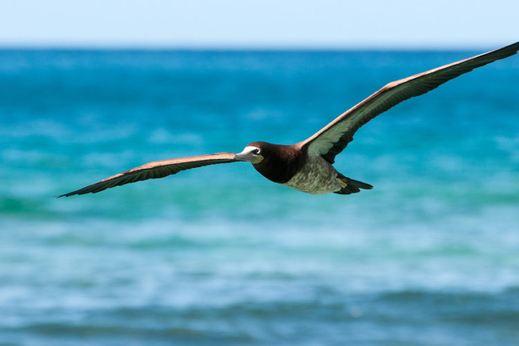 VICS' work helps conserve native wildlife such as this brown booby. Photo by bvi4092 via Flickr Creative Commons
