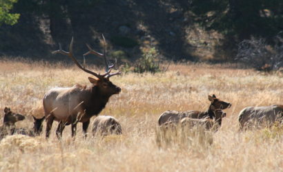 The sagebrush steppe provides habitat  for elk. Photo: Aaron Kindle