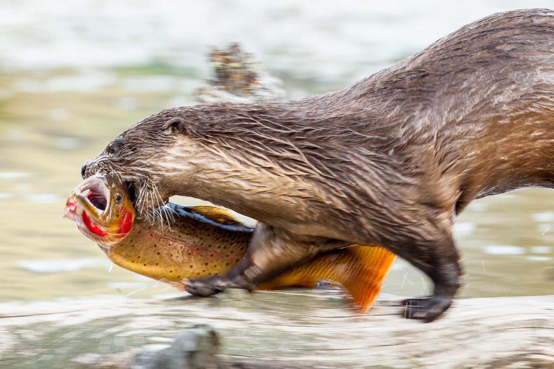 otter with trout