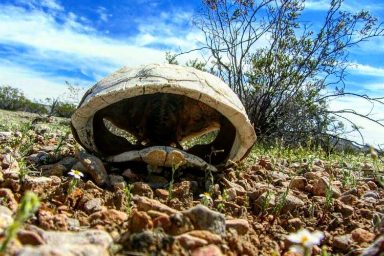 Desert tortoise shell, Nevada. Photo by Lauren Anderson