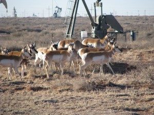 The sprawling oil and gas industry, our Nation's largest emitter of methane, fragments critical pronghorn habitat. Photo from BLM New Mexico