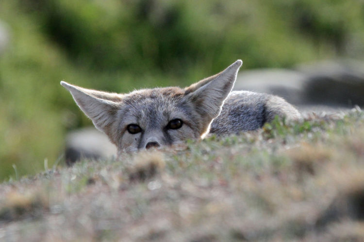 Kit fox. Photo by Greg Schechter via Flickr Creative Commons
