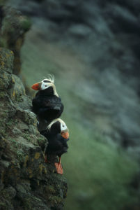 Tufted puffins. Photo by USFWS