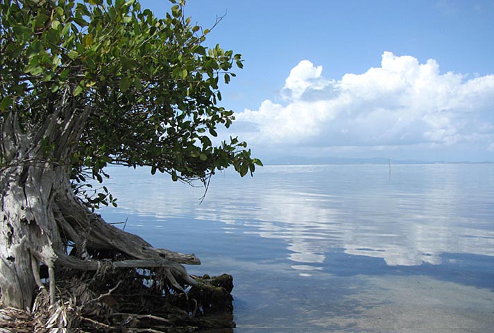 Vieques National Wildlife Refuge. Photo by SUFWS