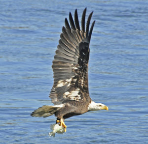 Bald eagles rely on the DE River Basin for fish. Photo by Sridhar Iyer, National Wildlife Photo Contest