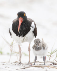 American oystercatcher with chick. Photo by Hal and Kirsten Snyder, National Wildlife Photo Contest