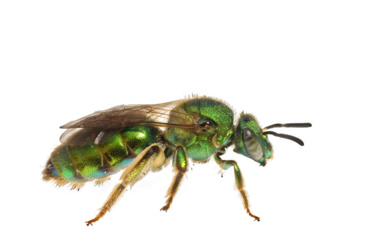 Metallic Green Bee (Augochloropsis metallica) by Clay Bolt