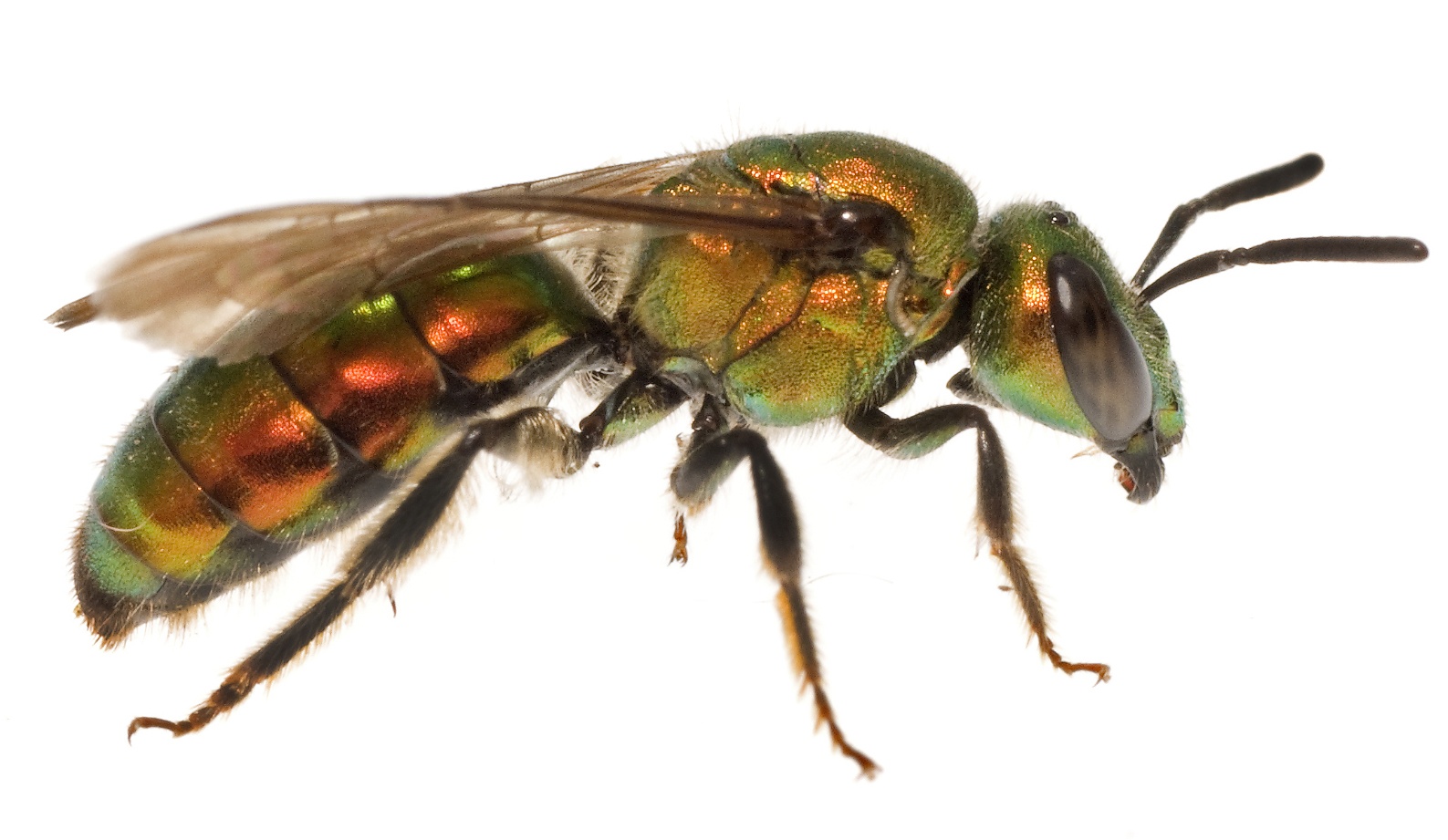 Pure Green Bee (Augochlora pura) by Clay Bolt