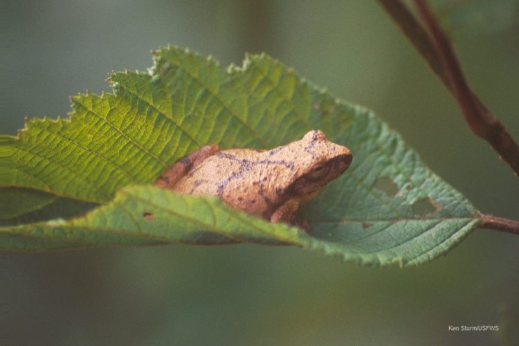 Spring peeper on an alder leaf. Distinctive dark lines form an X on its back.
