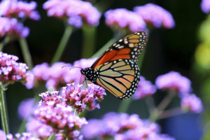 Monarch butterfly. Photo by Mia Bon, National Wildlife Photo Contest