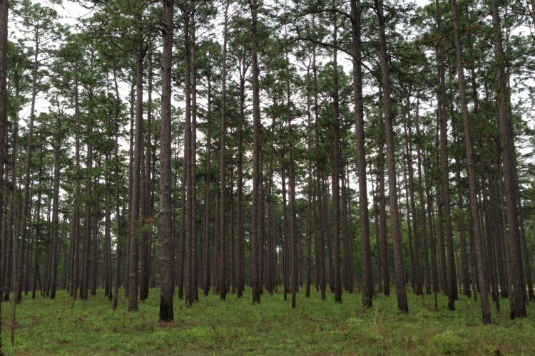 Longleaf pine trees and native grasses. Photo by Tiffany Woods