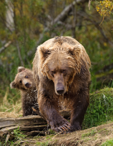 Conservation Northwest helps protect brown bear. Photo by Kandace Heimerr, National Wildlife Photo Contest