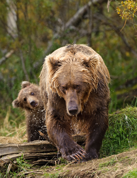 Fight Over Yellowstone Grizzlies - The National Wildlife Federation Blog