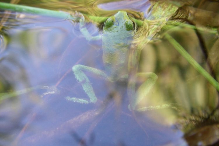 The Pacific chorus frog’s habitat stretches from British Columbia to Baja California, and they’re typically green or brown.