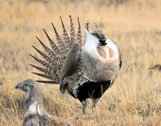 A male greater sage-grouse struts his stuff to attract the females. Photo from USFWS/Mountain-Prairie Region 