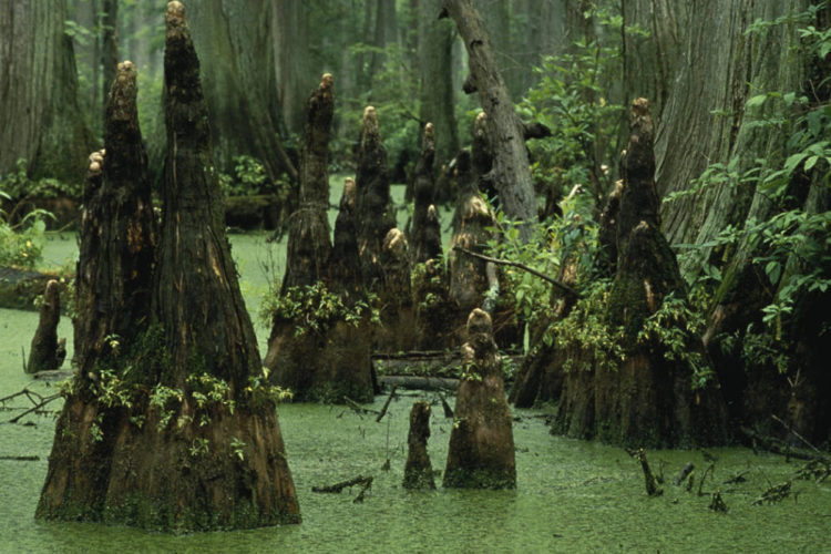 Bald cypress can be identified by their "knees". Photo by Ned Trovillion, USFWS