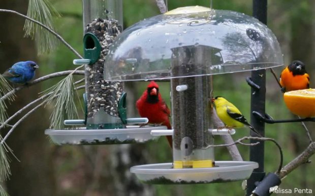 An indigo bunting, northern cardinal, goldfinch and oriole visit a bird feeding station. Photo by Melissa Penta.