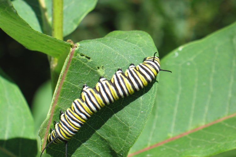 CFPA Monarch caterpillar 2015