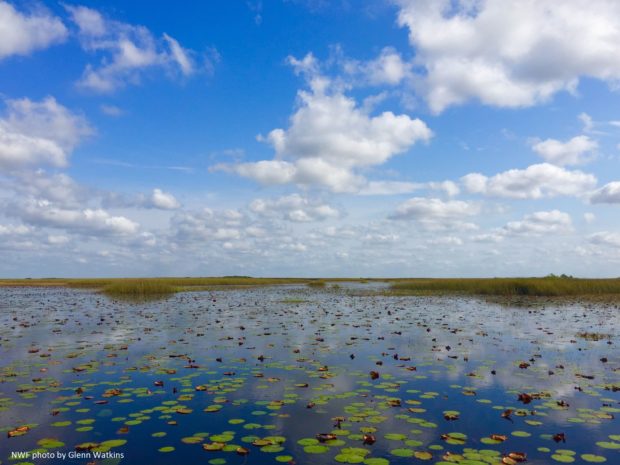 Florida's river of grass. Photo by Glenn Watkins.