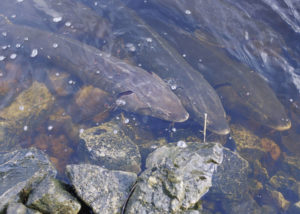 The Clean Water Rule helps protect wildlife like sturgeon that live in the Great Lakes. Photo by Eric Engbretson, USFWS