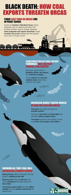 How Coal Exports Threatens Orcas