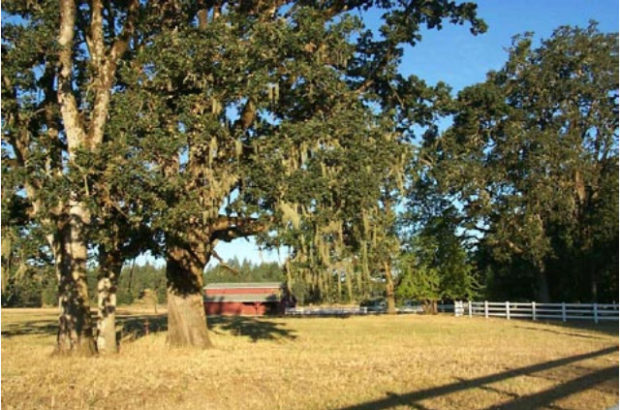 Oregon white oak. Photo by Hugh Snook, BLM