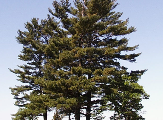 Eastern white pine. Photo by USFWS
