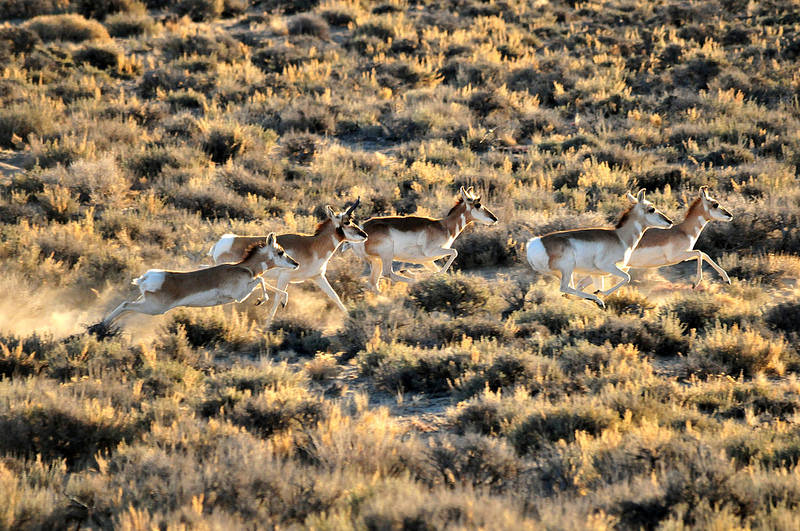 Pronghorn are among the wildlife that rely on the sagebrush steppe. Photo:USFWS Mountain-Prairie Region