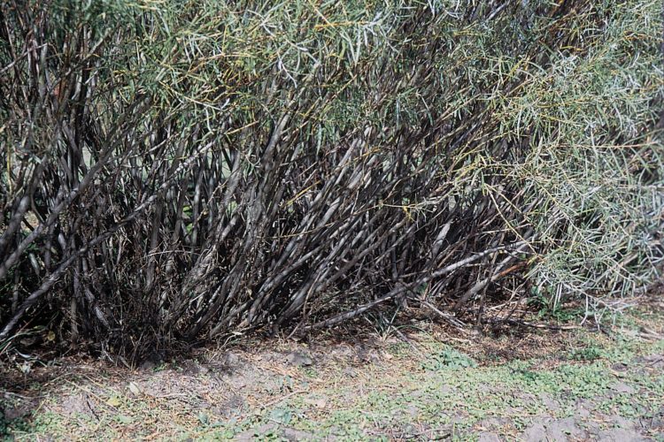 Sandbar willow. Photo by USDA