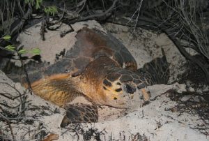 The Hawksbill turtle is among the wide array of species on the Vieques National Wildlife Refuge. Photo by USFWS