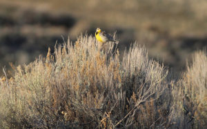 The Western meadowlark finds food and shelter in the sagebrush steppe. Photo: USFWS/Mountain-Prairie Region