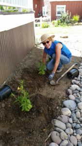 One of the volunteers, Babs, helping plant. Photo by Alpine CWH program