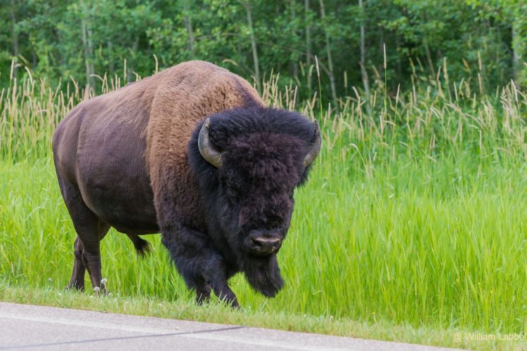 Bison. Photo by William Labbe