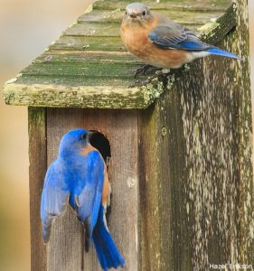 Eastern bluebirds are cavity nesters that will use a nesting box. Photo by Hazel Erikson.
