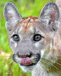 Florida panther. Photo by Diana Berkofsky, National Wildlife Photo Contest