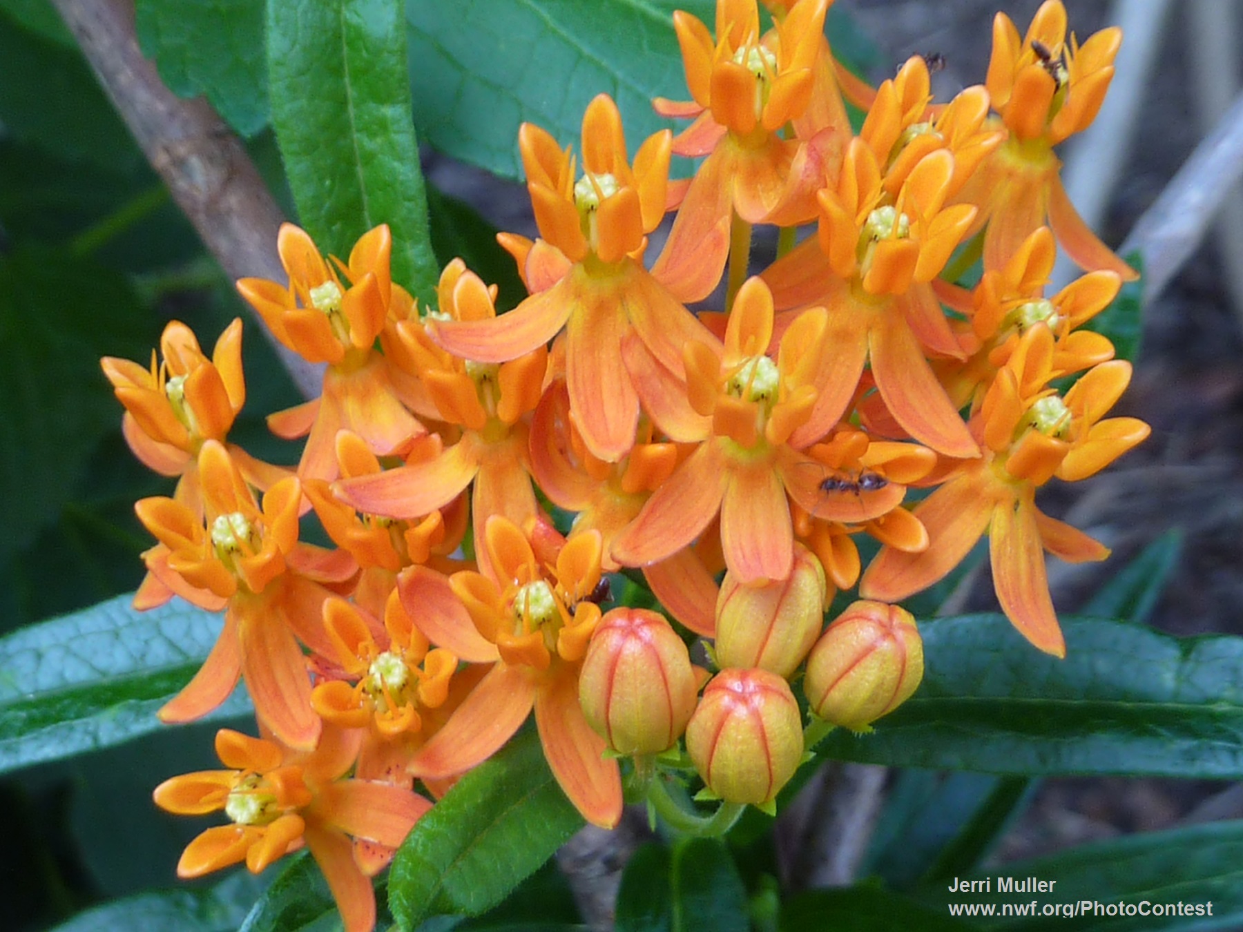 Butterfly Weed
