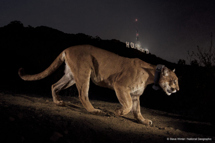 A remote camera captures a radio collared cougar in Griffith Park.