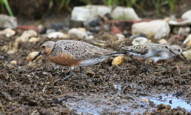 Red Knot with Semipalmated Sandpipers. Photo by Taj Schottland/NWF