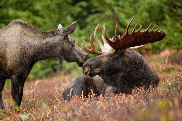 Moose. Photo by Ryan Hagerty/USFWS