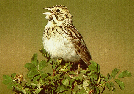 Baird's sparrow. Photo by USFWS