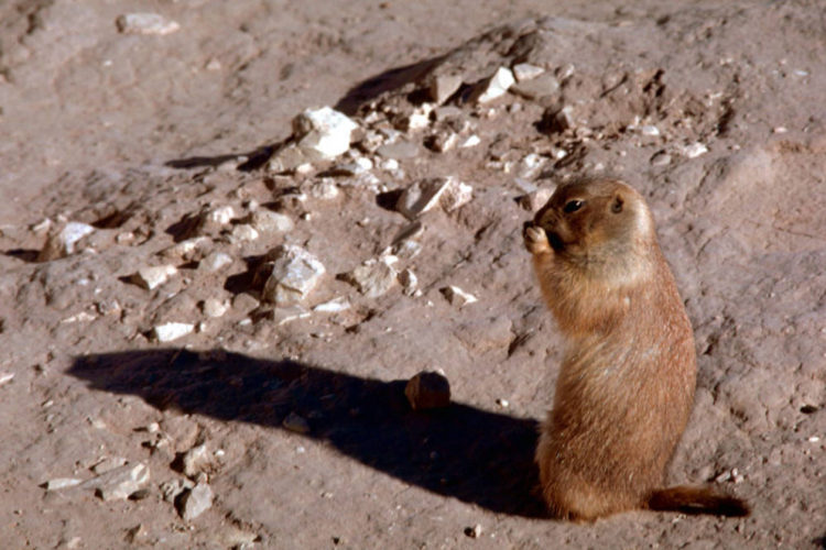 Prairies benefit from natural soil disturbances by prairie dogs and bison. Photo by Gary Stolz, USFWS