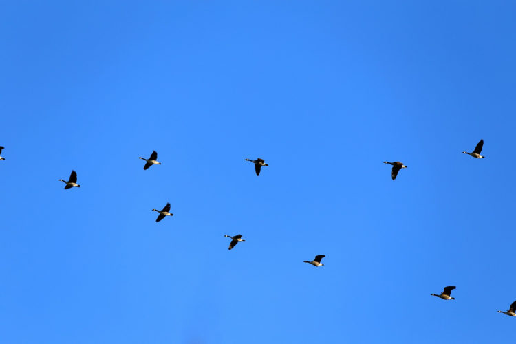 Canada_geese_V_pixabay