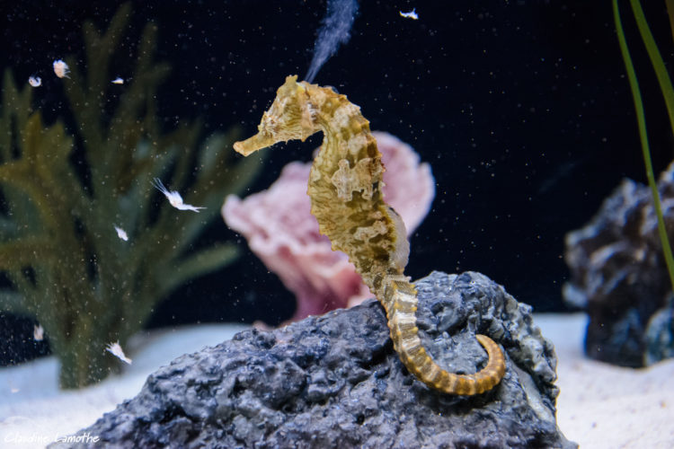 Lined seahorse. Photo by Claudine Lamothe, Flickr