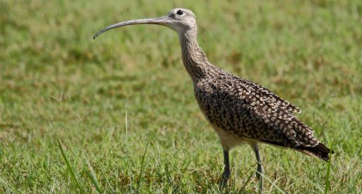Long-billed curlew. Photo by USFWS