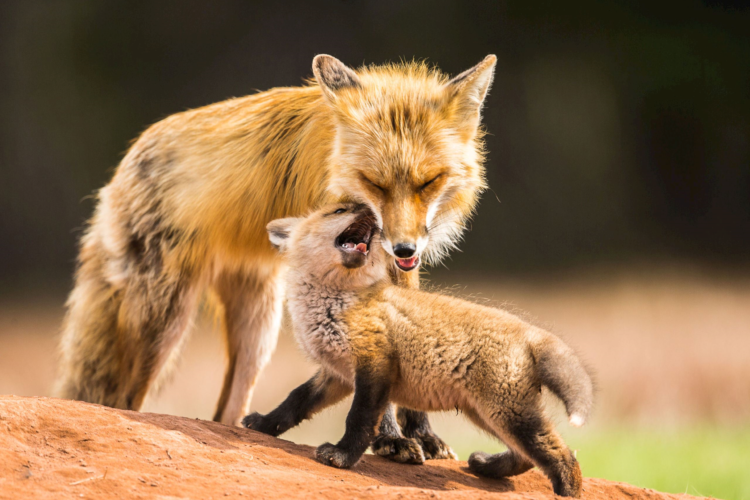 Foxes. Photo by Ian Murray, National Wildlife Photo Contest